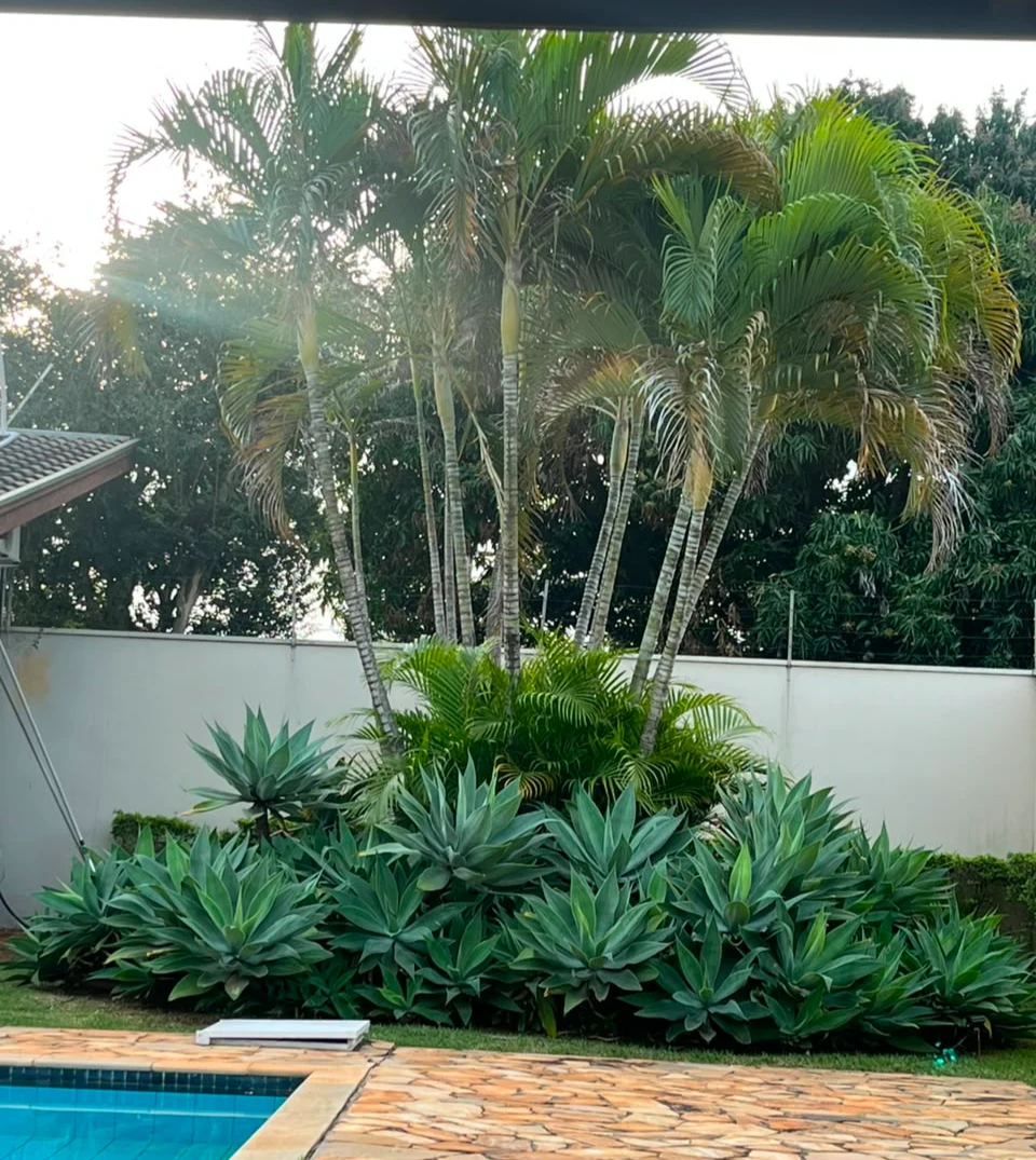 Jardim do espaço, com palmeiras e área verde